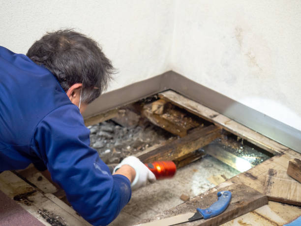 Best Mold Damage Repair  in Hawthorne, CA