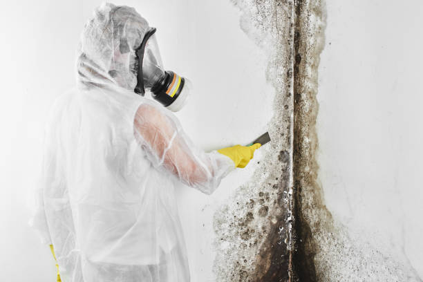 Reliable Hawthorne, CA Mold Removal Solutions
