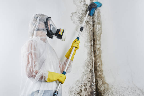 Best Toxic Mold Removal  in Hawthorne, CA