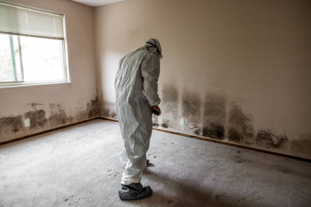 Best Attic Mold Removal  in Hawthorne, CA