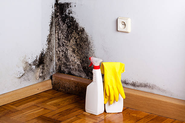 Best Home Mold Removal  in Hawthorne, CA