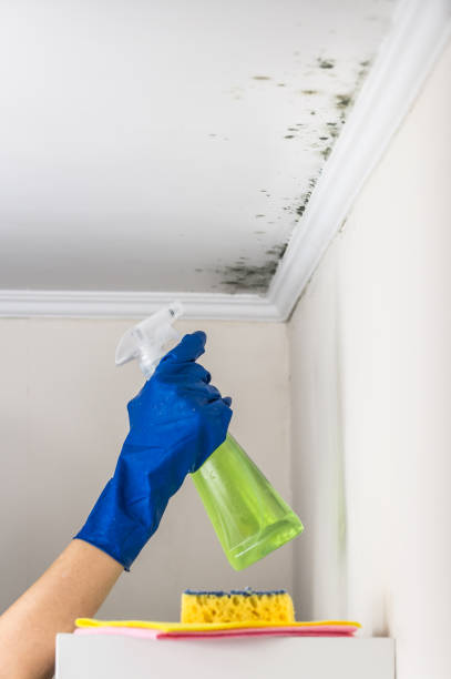 Best Commercial Mold Removal  in Hawthorne, CA