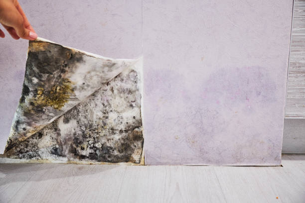 Best Affordable Mold Removal  in Hawthorne, CA